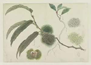 Sweet chestnuts on a branch, 1800-1900. Creator: Ishikawa Kazan