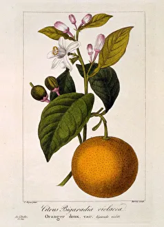 Sweet Orange: Citrus sinensis var: Bigaradia violacea, pub. 1836. Creator: Panacre Bessa Sweet Orange: Citrus sinensis var: Bigaradia violacea, pub. 1836. Creator: Panacre Bessa
