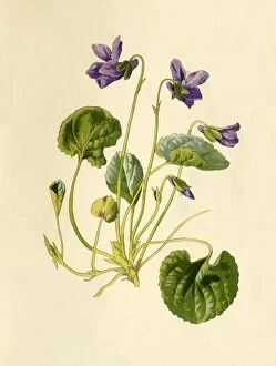 Herbal Medicine Gallery: Sweet Violet, 1877. Creator: Frederick Edward Hulme