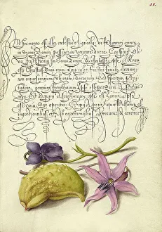 Sweet Violet Prints: Sweet Violet, Gourd, and Dog-Tooth Violet