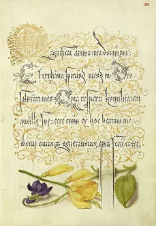 Sweet Violet Prints: Sweet Violet and Spanish Broom