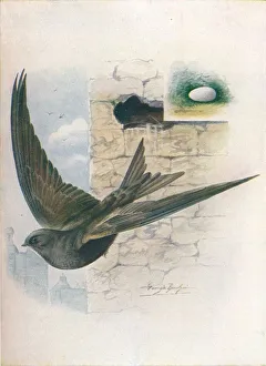 Agility Prints: Swift - Cyp selus a pus, c1910, (1910). Artist: George James Rankin