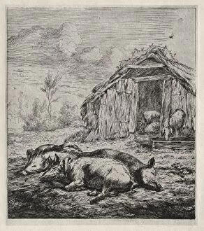 Charles Meryon Gallery: Three Swine Lying in Front of a Sty, 1850. Creator: Charles Meryon (French, 1821-1868)