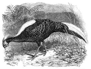 Pheasant Prints: Swinhoe's Pheasant, lately added to the collection of the Zoological Society of London