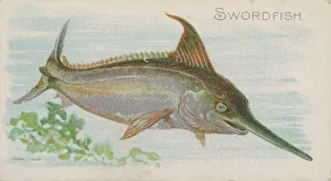 Lindner Eddy Claus Prints: Swordfish, from the Fish from American Waters series (N8) for Allen &amp
