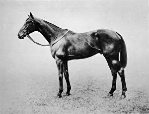 Stallion Prints: Swynford, 1907-1928, (1911)