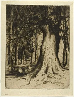 The Sycamore, 1905. Creator: David Young Cameron