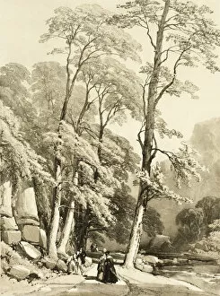 Estuary Collection: Sycamore, from The Park and the Forest, 1841. Creator: James Duffield Harding