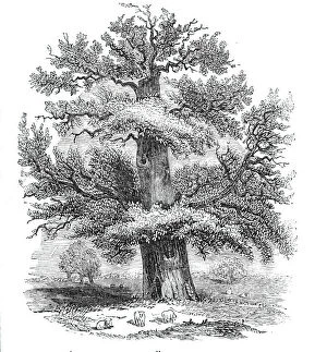 The Sydney Oak, at Penshurst, 1844. Creator: Unknown