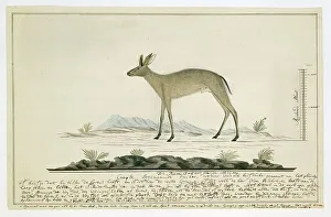 Watercolor Paint Prints: Sylvicapra grimmia (Common Duiker), 1777-1786. Creator: Robert Jacob Gordon