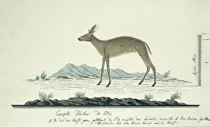 Watercolor Paint Prints: Sylvicapra grimmia (Common Duiker), 1777-1786. Creator: Robert Jacob Gordon