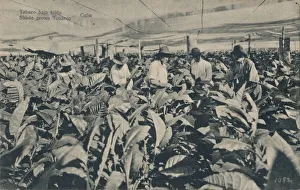 Hothouse Prints: Tabaco bajo toldo. Shade grown Tobacco - Cuba, c1900