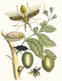 Botanical Illustration Gallery: Tabrouba. From the Book Metamorphosis insectorum Surinamensium, 1705