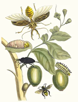 Plant Science Prints: Tabrouba. From the Book Metamorphosis insectorum Surinamensium, 1705