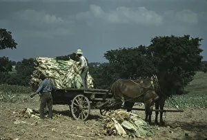 Taking burley tobacco in from the fields after it had been cut... Russell Spears farm, Ky. 1940. Creator: Marion Post Wolcott