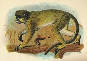 Lloyds Natural History Gallery: The Talapoin, 1897. Artist: Henry Ogg Forbes