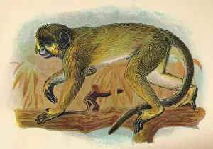 Lloyds Natural History Gallery: The Talapoin, 1897. Artist: Henry Ogg Forbes