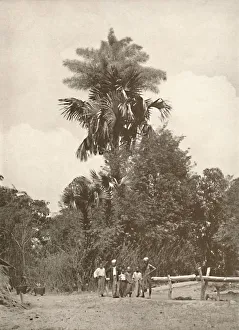 Rowe And Co Prints: A Talipot Palm in Flower, 1900. Creator: Unknown