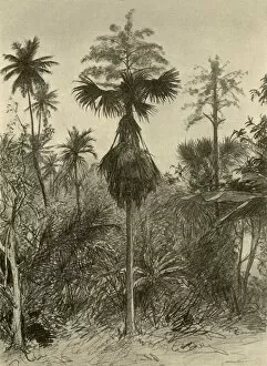 Ceylonese Collection: Talipot palm after flowering, Ceylon, 1898. Creator: Christian Wilhelm Allers