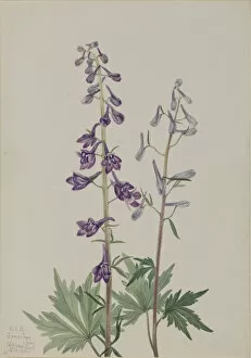 Herb Gallery: Tall Larkspur (Delphinium elongatum), 1920. Creator: Mary Vaux Walcott