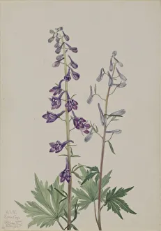 Perennial Prints: Tall Larkspur (Delphinium elongatum), 1920. Creator: Mary Vaux Walcott