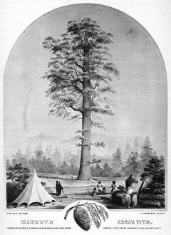 A tall tree, California, USA, 19th century (1937).Artist: Britton & Rey