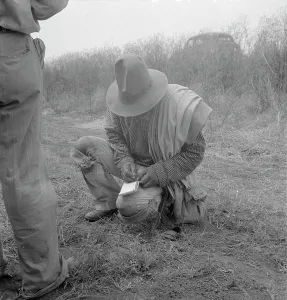 Notebook Prints: Tally, Cotton field in South Texas, 1936. Creator: Dorothea Lange