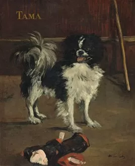 Manet Edouard Gallery: Tama, the Japanese Dog, c. 1875. Creator: Edouard Manet