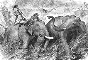 Simpson W Prints: Tame Elephants hunting a Wild Elephant