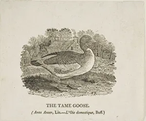 Tame Goose, n. d. Creator: Thomas Bewick