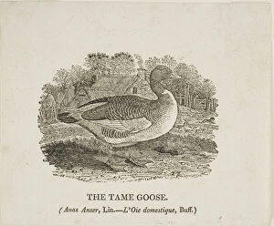 Woodcutwoodcut On Ivory Wove Paper Collection: Tame Goose, n.d. Creator: Thomas Bewick