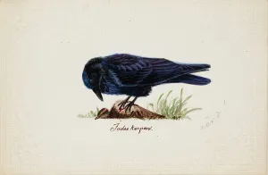 Tame Raven Judas, 1834. Creator: Ferdinand von Wright