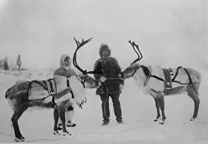 Reindeer Prints: Tame reindeer, between c1900 and c1930. Creator: Unknown