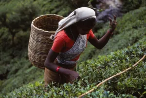Tamil Prints: Tamil Tea-Picker, Near West Haputale, Sri Lanka, 20th century. Artist: CM Dixon