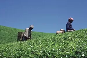 Tea Plant Gallery: Tamil tea-pickers in Sri Lanka. Artist: CM Dixon