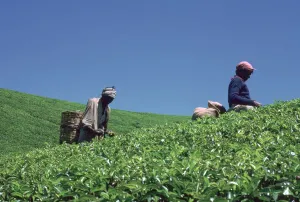 Nuwara Eliya Prints: Tamil tea-pickers in Sri Lanka. Artist: CM Dixon