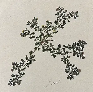 Asteraceae Prints: Tansy (Tanacetum vulgare): entire flowering plant. Creator: Unknown