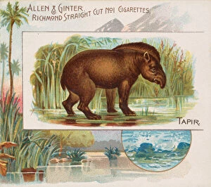 Images Dated 6th November 2020: Tapir, from Quadrupeds series (N41) for Allen & Ginter Cigarettes, 1890