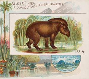 Tapir, from Quadrupeds series (N41) for Allen & Ginter Cigarettes, 1890