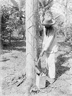Machete Prints: Tapping Rubber Tree with machete (Old Way)