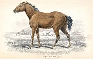 Lizars Prints: Tarpan, 1830. Artist: William Home Lizars