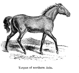 Tarpan, 1850