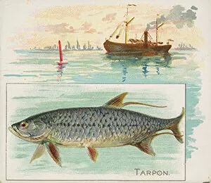 Aquatic Gallery: Tarpon, from Fish from American Waters series (N39) for Allen & Ginter Cigarettes