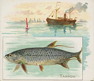 Aquatic Prints: Tarpon, from Fish from American Waters series (N39) for Allen & Ginter Cigarettes