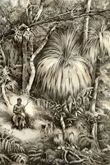 Blair Gallery: Tasmanian forest scene, 1879. Artist: McFarlane and Erskine