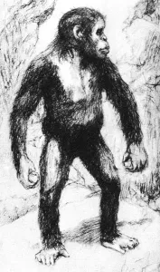 Taungs Ape-Man