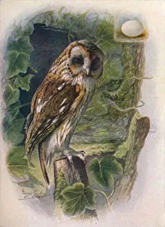 Nocturnal Prints: Tawny or Brown Owl - Syrn ium alu co, c1910, (1910). Artist: George James Rankin