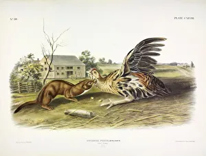 John James Audubon 1785 1851 Prints: Tawny Weasel, Putorius Fuscus, 1845
