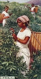 Tea Leaves Gallery: Tea, 1. - Plucking the Leaves, Ceylon, 1928