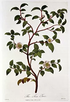 Beverage Gallery: Tea: branch of Camellia sinensis, 1798